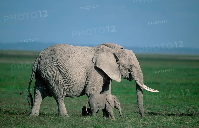 African elephants (Loxodonta africana), cow with calf, Amboseli National Park, page, Kenya, Africa