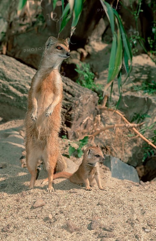 Yellow Mongoose (Cynictis penicillata) with young