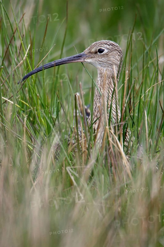 Curlew, England, Eurasian curlew (Numenius arquata)