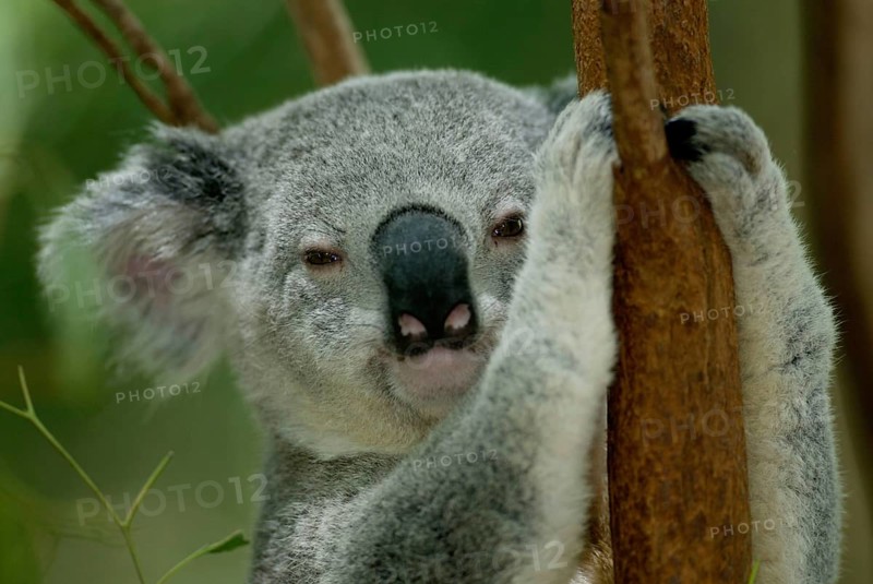 Koala (Phascolarctos cinereus), Australia, Koala, Australien /, Oceania