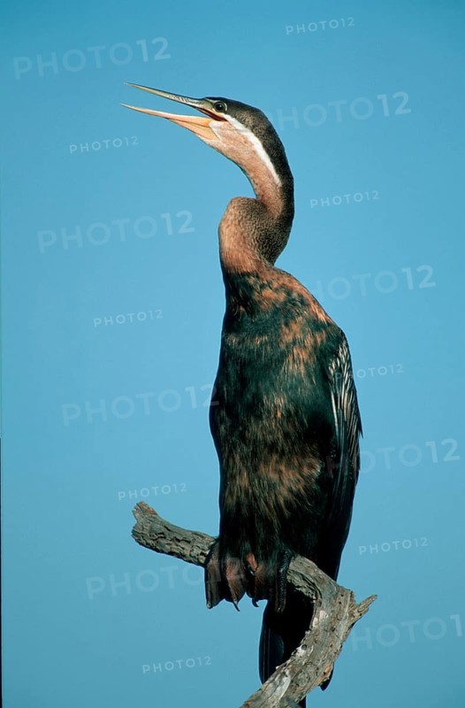 African darter (Anhinga rufa), Pilanesberg Park, South Africa nish darter, animals, bird, birds, outside, outdoors, vertical, sitting, adult