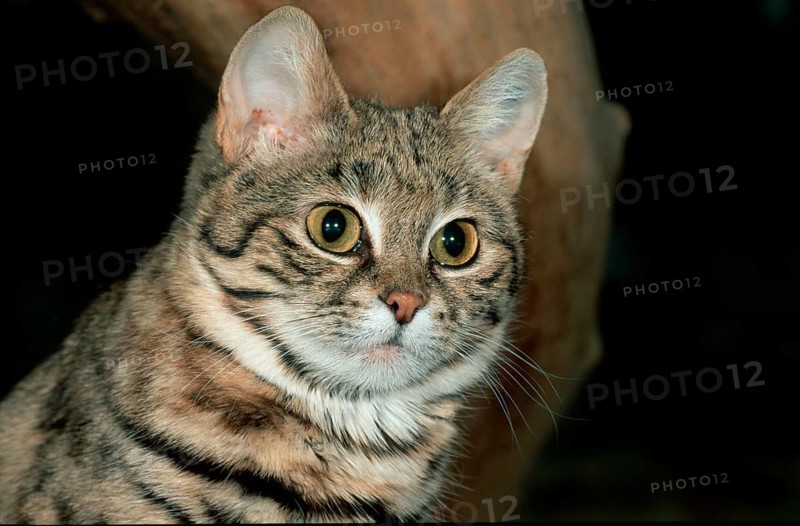 Black-footed cat (felis nigripes)