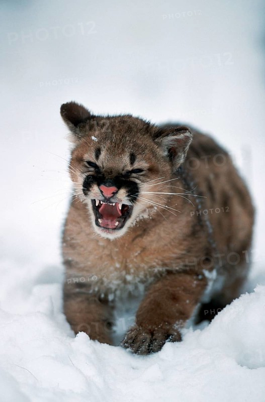 Cougar cub (Felis concolor)