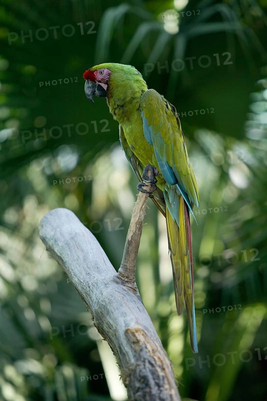 Military Macaw (Ara militaris), Kleiner Soldatenara /