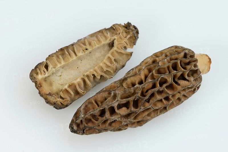 Morels (Morchella conica), pointed morels, Europe, fungi, mushrooms, crop, object, indoor, studio, landscape, horizontal, food, foodstuff