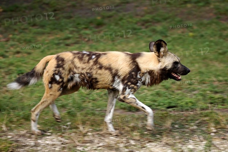 African wild dog (Lycaon pictus), hyena dog, lateral view