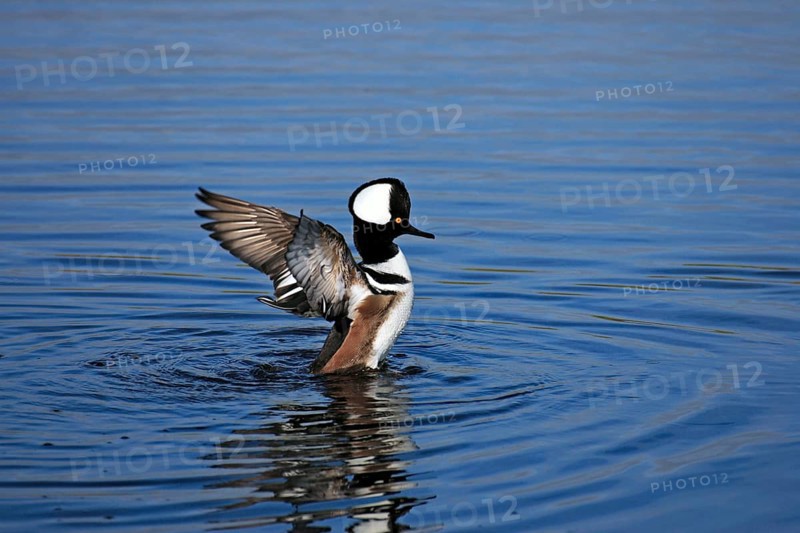 Hooded merganser (Lophodytes cucullatus), male, Merrit, wing beat, Iceland, USA, Europe