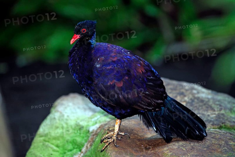 Bronze-naped pheasant pigeon (Otidiphaps nobilis), lateral