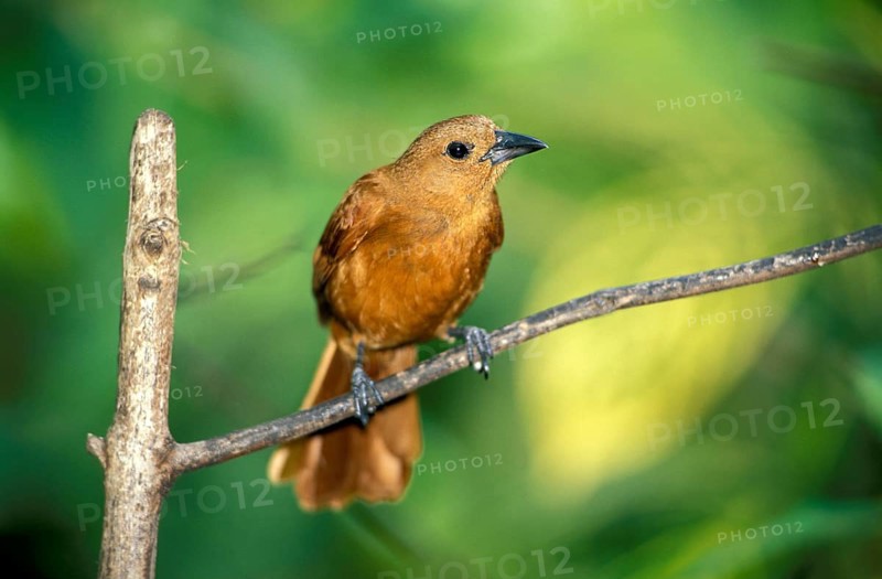 White-lined Tanager (Tachyphonus rufus), female, Asa Wright nature center, Trinidad