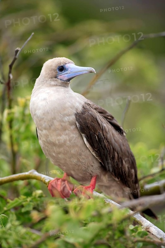 Red-footed Booby (Sula sula), Galapagos Islands, Ecuador, South America