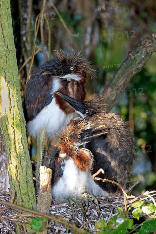 Tricoloured (Egretta tricolor) Herons, youngs at nest, Florida, USA, heron, North America