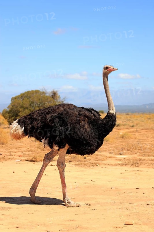 South african ostrich (Struthio camelus australis), male, Oudtshoorn, Klein Karoo, South Africa, detached, lateral view, Africa