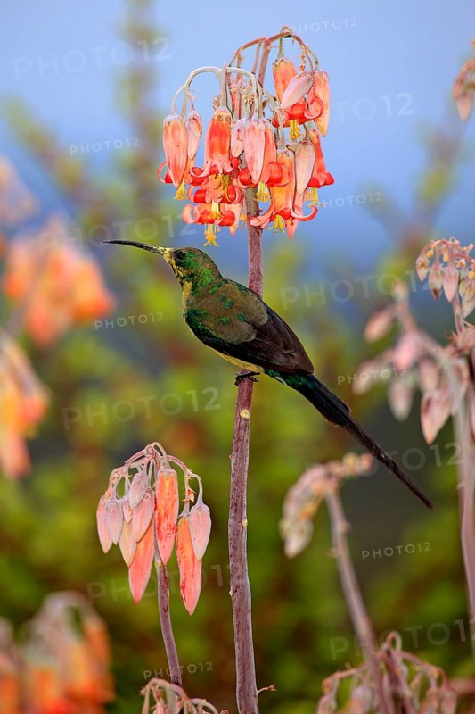 Malachite sunbird (Nectarinia famosa), male, Oudtshoorn, Klein Karoo, South Africa, Africa