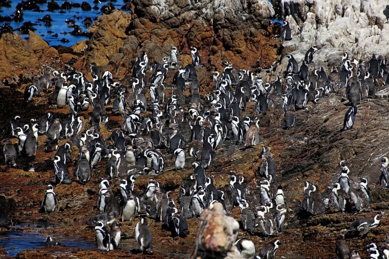 Gentoo penguin colony, Betty's Bay, Western Cape, african penguin (Spheniscus demersus)