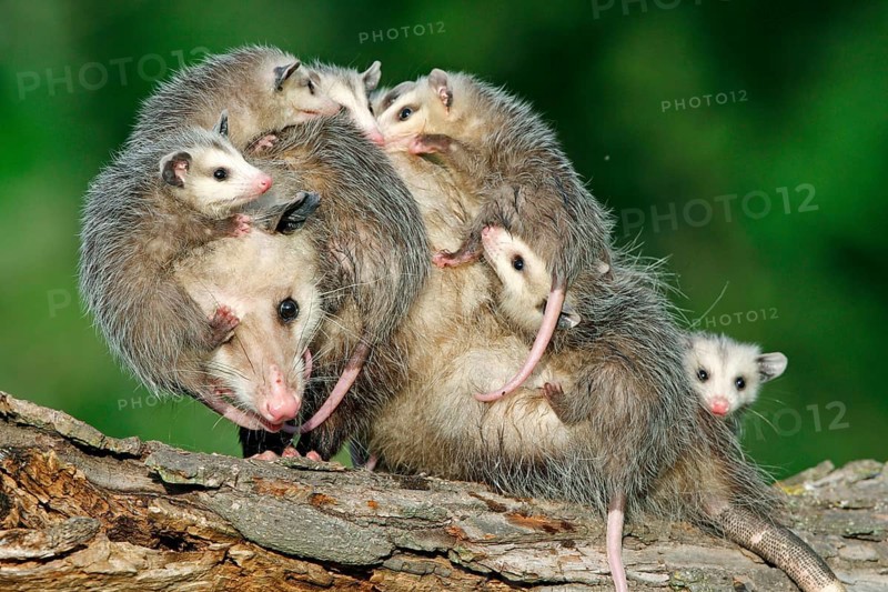 North American Opossum with youngs, Minnesota, USA (Didelphis marsupialis virginiana), Northern Opossum