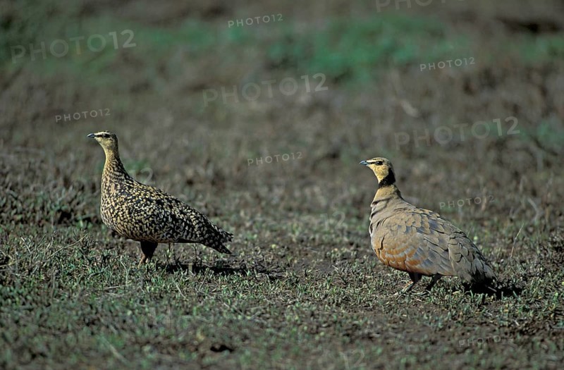 Yellow-throated Sandgrouse (Pterocles gutturalis), pair, Serengeti yellow-throated sandgrouse, lateral, Tanzania, Africa