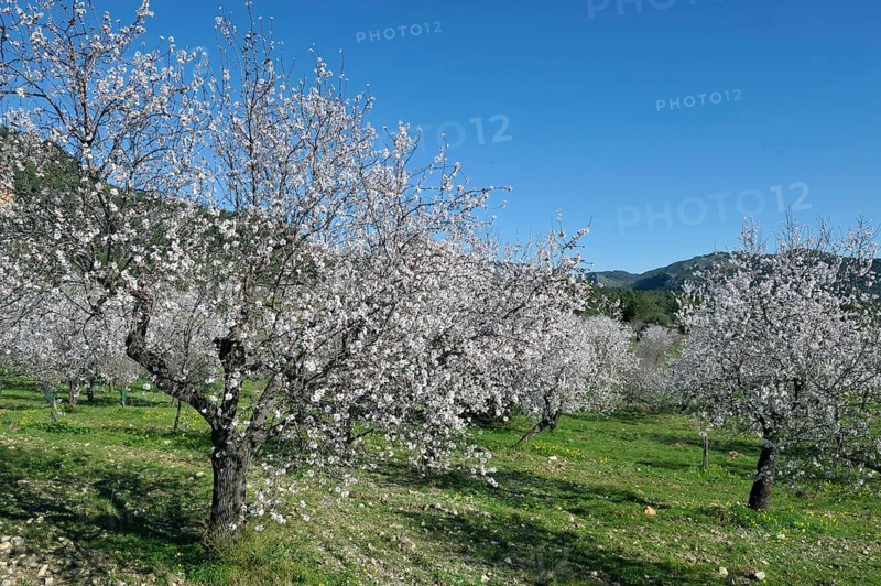 Flowering Almond trees (Prunus dulcis), Tramuntana Mountains, Majorca, Balearic Islands, Spain, Europe