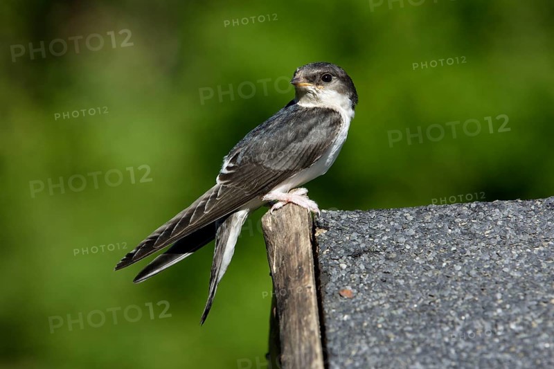 House Martin (Delichon urbica), Lower Saxony, Germany, side, Europe