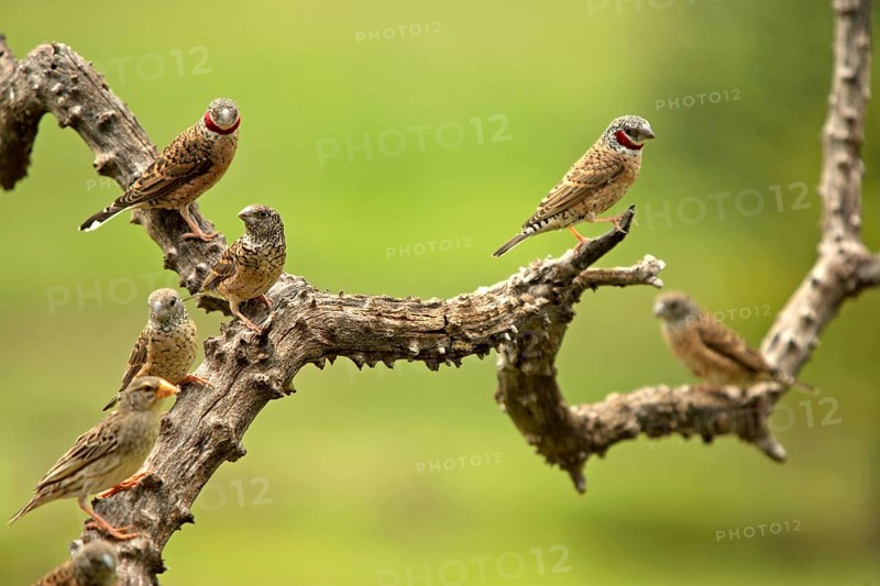 Cutthroat finches, Sabie Sand Game Reserve, cut-throat finch (Amadina fasciata)