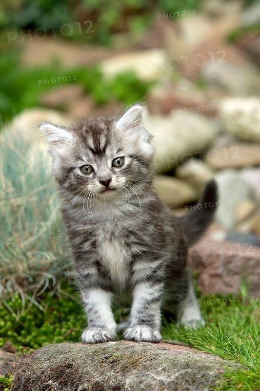 Maine Coon Cat, Kitten