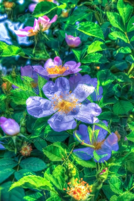 Dog rose (Rosa canina), dog rose, dog rose, heather rose, hagrose, oil painting, soft colours, purple flowers, flowers creative, artistic photograph, purple flowers alienated, plants, impressionistic art style, vivid spring atmosphere, alienation, soft, fragrant, fresh, light, overlapping, glazing, green leaves, garden, bush, plants, Germany, Europe