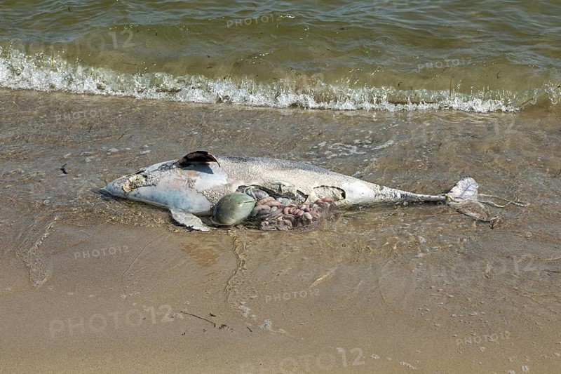 Dead porpoise on the south beach, Göhren, Rügen Island, Mecklenburg-Western Pomerania, Germany, Europe