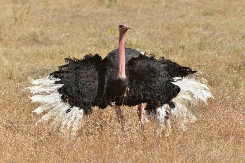 African Ostrich (Struthio camelus) performing a mating dance, Ngorongoro Conservation Area, Tanzania, Africa