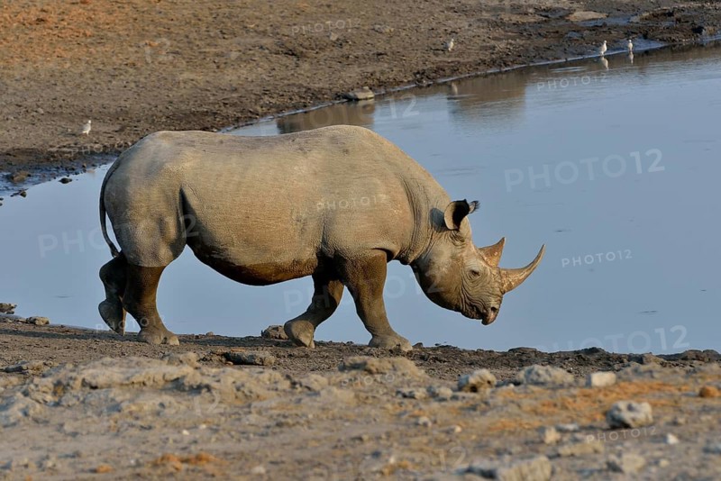 Hook-lipped rhinoceros or Black rhinoceros (Diceros bicornis) at waterhole Chudop, Etosha National Park, Namibia, Africa