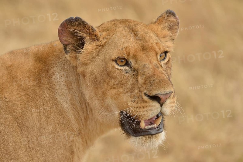 Lioness (Panthera leo), portrait, Massai Mara, Rift Valley Province, Kenya, Africa