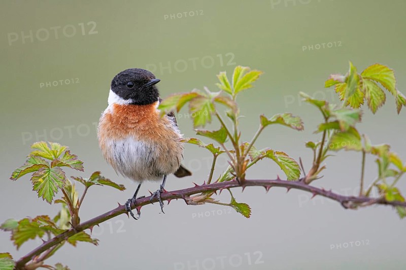 European stonechat (Saxicola rubicola), adult, male, sitting on blackberry (Rubus) bramble, Dümmerniederung, Diepholz district, Lower Saxony, Germany, Europe