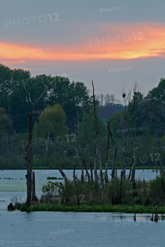 Sunset over the Große Rosin nature reserve on the Peene, rewetted polder, breeding colony of the cormorant, bird sanctuary, Peene Valley River Landscape nature park Park, Mecklenburg-Western Pomerania, Germany, Europe