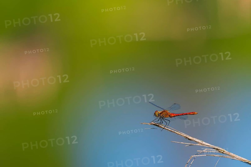 Close-up, ruddy darter (Sympetrum sanguineum), male, Neustadt am Rübenberge, Germany, Europe