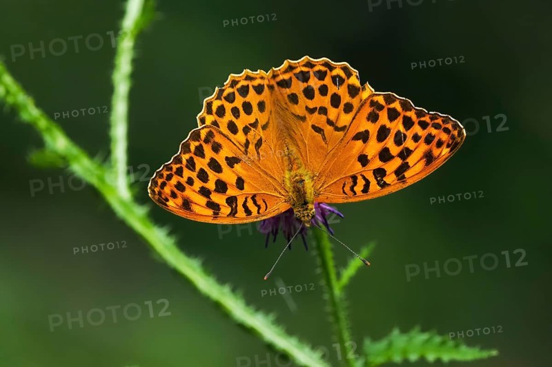 Silver-washed fritillary (Argynnis paphia), male, on flower of creeping thistle (Cirsium arvense), Hesse, Germany, Europe