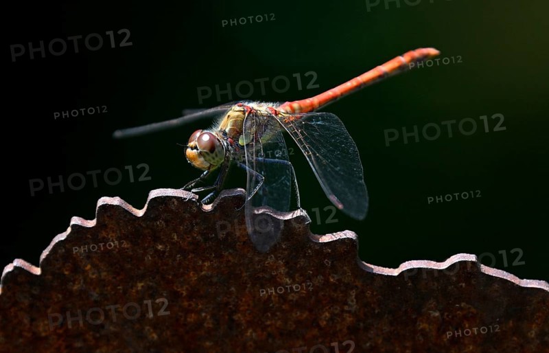 Common Darter (Sympetrum striolatum), Stuttgart, Baden-Württemberg, Germany, Europe