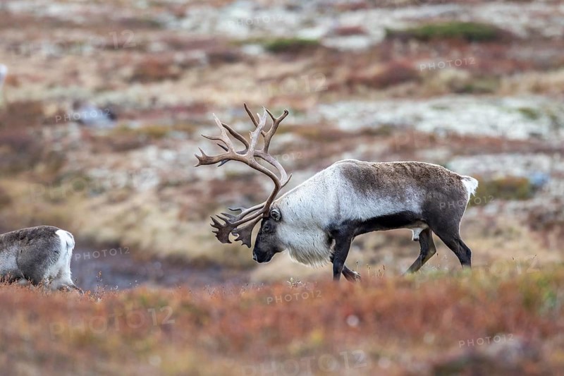 Wild mountain reindeer (Rangifer tarandus tarandus), bull in autumn tundra, Forollhogna National Park, Norway, Europe