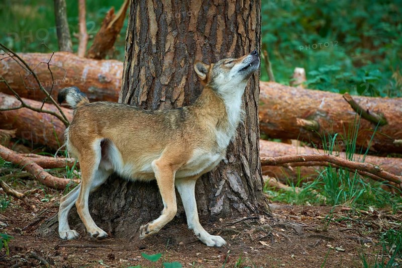 European gray wolf (Canis lupus), scratching on tree in forest, Germany, Europe
