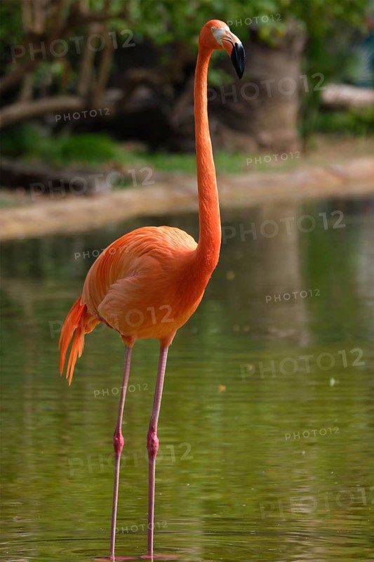 American flamingo (Phoenicopterus ruber) pink bird in pond