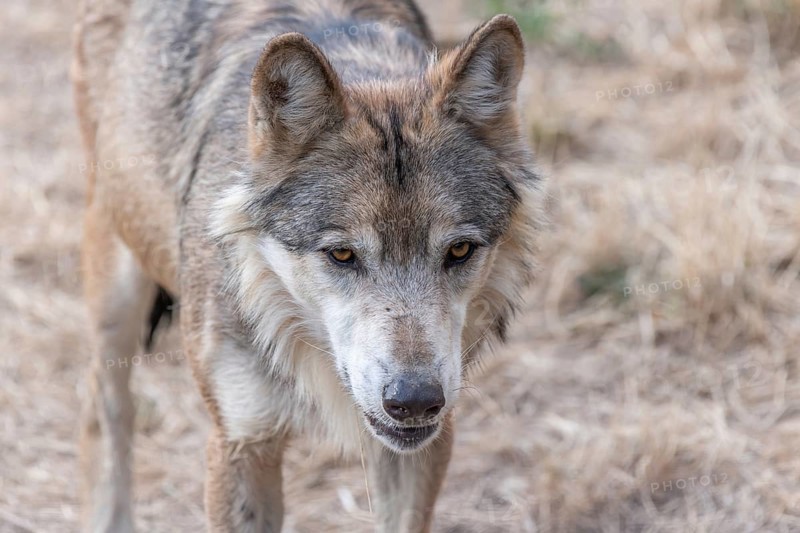 Mongolian wolf (Canis lupus chanco) in Gevaudan Park. Marvejols, Cevennes, France, Europe