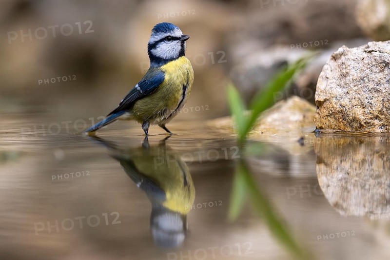 Blue tit (Cyanistes caeruleus), wildlife, bathing in a watering trough, Germany, Europe