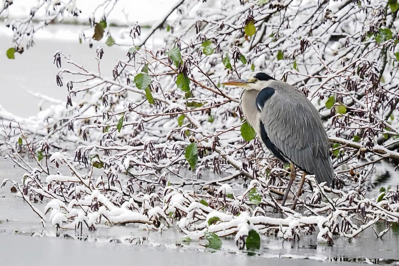Grey heron (Ardea cinerea) standing on a snow-covered branch, last autumnal leaves, Hesse, Germany, Europe