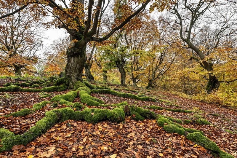 Old copper beech (Fagus sylvatica), Hutebuche, Hutewald Halloh, Hesse, Germany, Europe