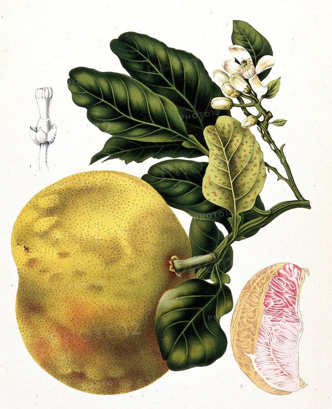 Grapefruit, chinese grapefruit (Citrus maxima), also Citrus grandis, is an evergreen tree that produces the largest citrus fruits, Historical, digitally enhanced reproduction of an original from the period