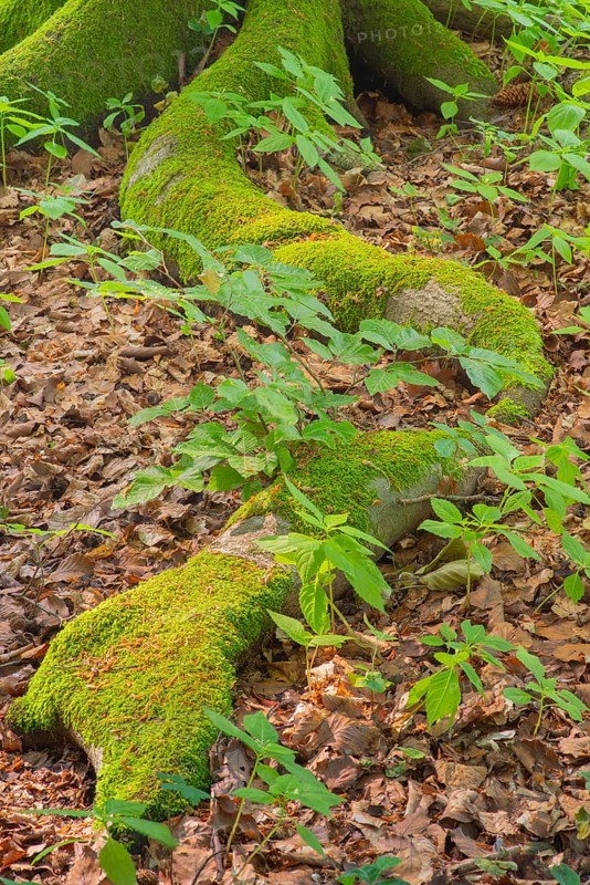 Tree root of a beech (Fagus) Deister, Calenberger Bergland, Schaumburg, Hameln-Pyrmont, Hannover region, Germany, Europe