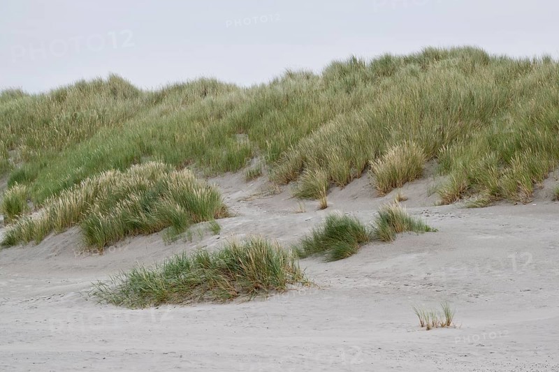Dune landscape, Terschelling, Netherlands