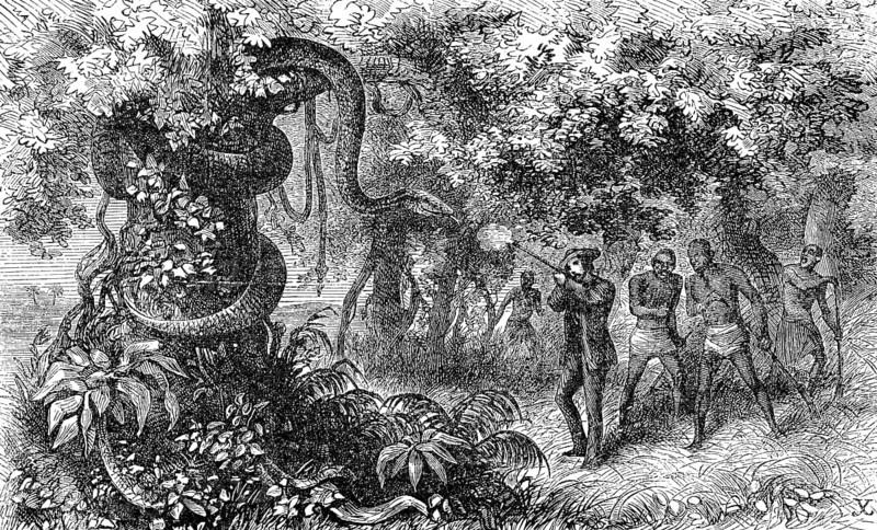 Hunting a strangler snake, white hunter with rifle shoots the animal, 1869, Botswana, Historic, digitally restored reproduction of an original 19th century painting, exact original date not known, Africa