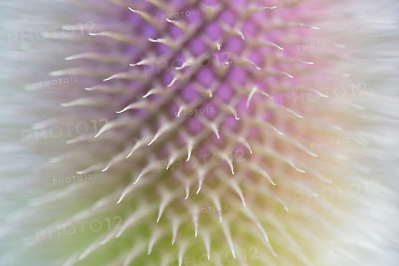 Wild teasel (Dipsacus fullonum), inflorescence in front of flowering, close-up, North Rhine-Westphalia, Germany, Europe