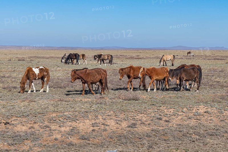 Huge horse herds in eastern Kazakhstan