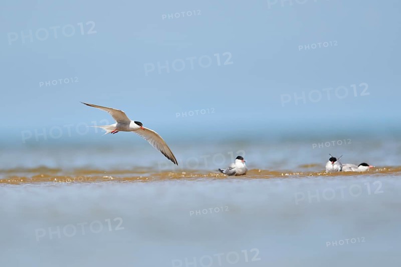 Elegant tern (Thalasseus elegans) flying in the sky above the sea, hunting, ebro delta, Catalonia, Spain, Europe