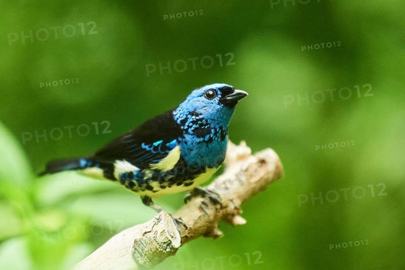 Turquoise tanager (Tangara mexicana) sitting on a branch, Bavaria, Germany, Europe