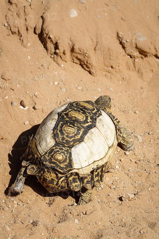 Leopard tortoise (Stigmochelys pardalis) with pigment disorder on its shell. Kalahari, South Africa, Africa